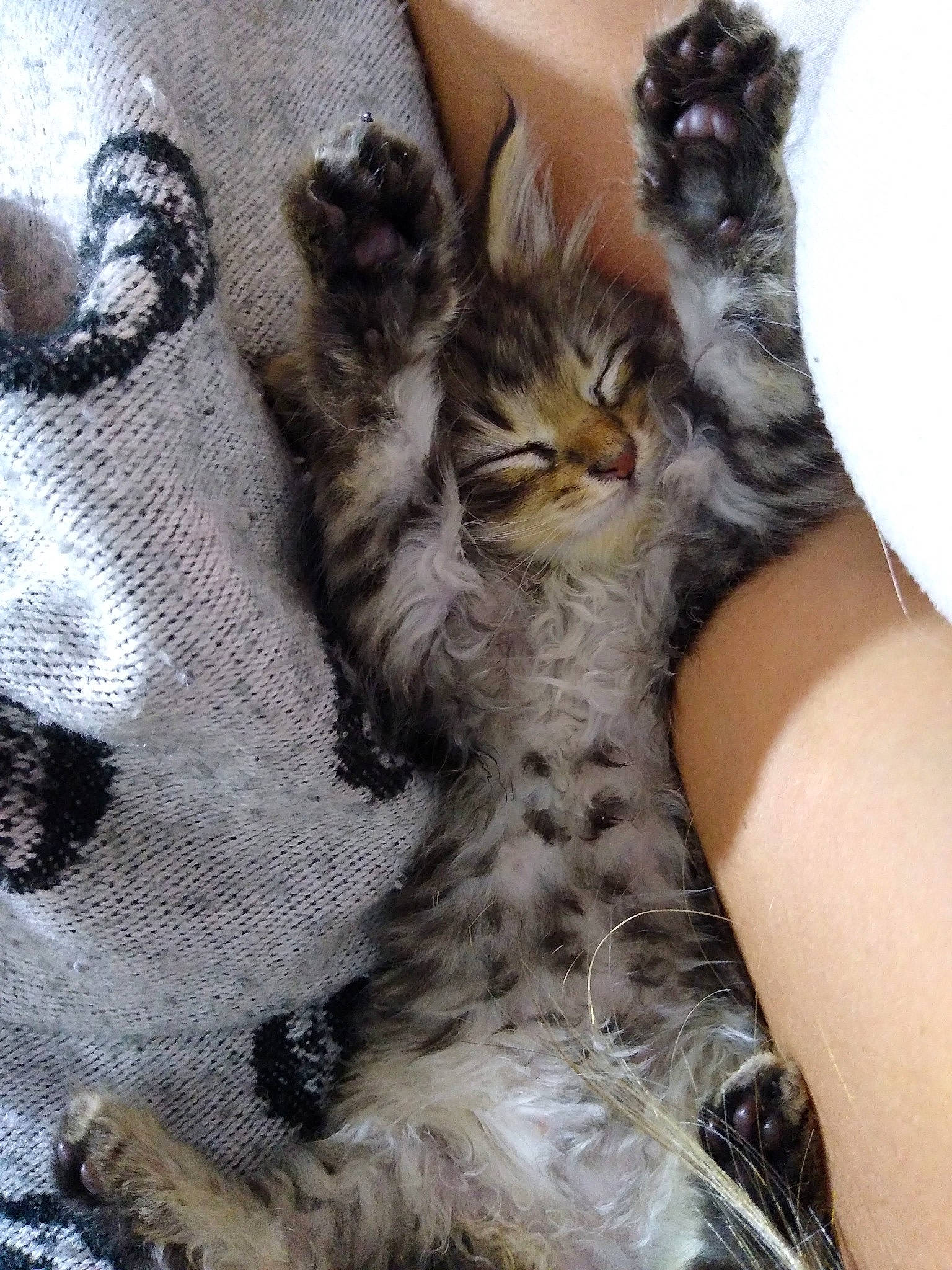 Luna joined the competition — help win amazing prizes! carnivore, cat, claw, comfort, domestic_short_haired_cat, fawn, felidae, fur, gesture, grey, hug, lap, pattern, paw, small_to_medium_sized_cats, snout, tail, terrestrial_animal, thigh, whiskers