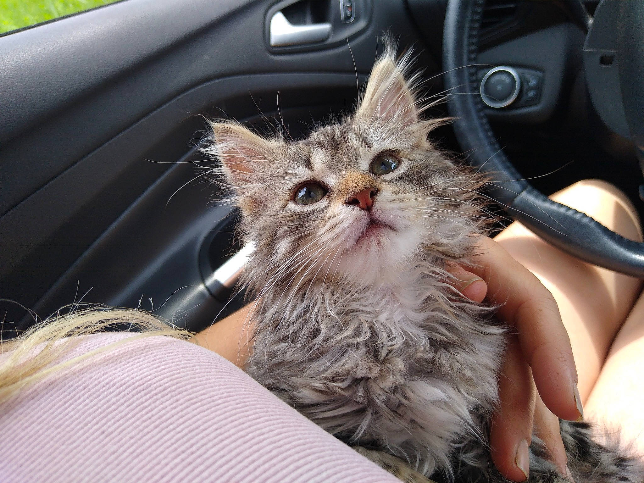 Luna joined the competition — help win amazing prizes! auto_part, automotive_exterior, car, car_seat, carnivore, cat, comfort, domestic_short_haired_cat, fawn, felidae, gesture, human_leg, motor_vehicle, paw, plant, small_to_medium_sized_cats, vehicle_door, whiskers, window, windshield