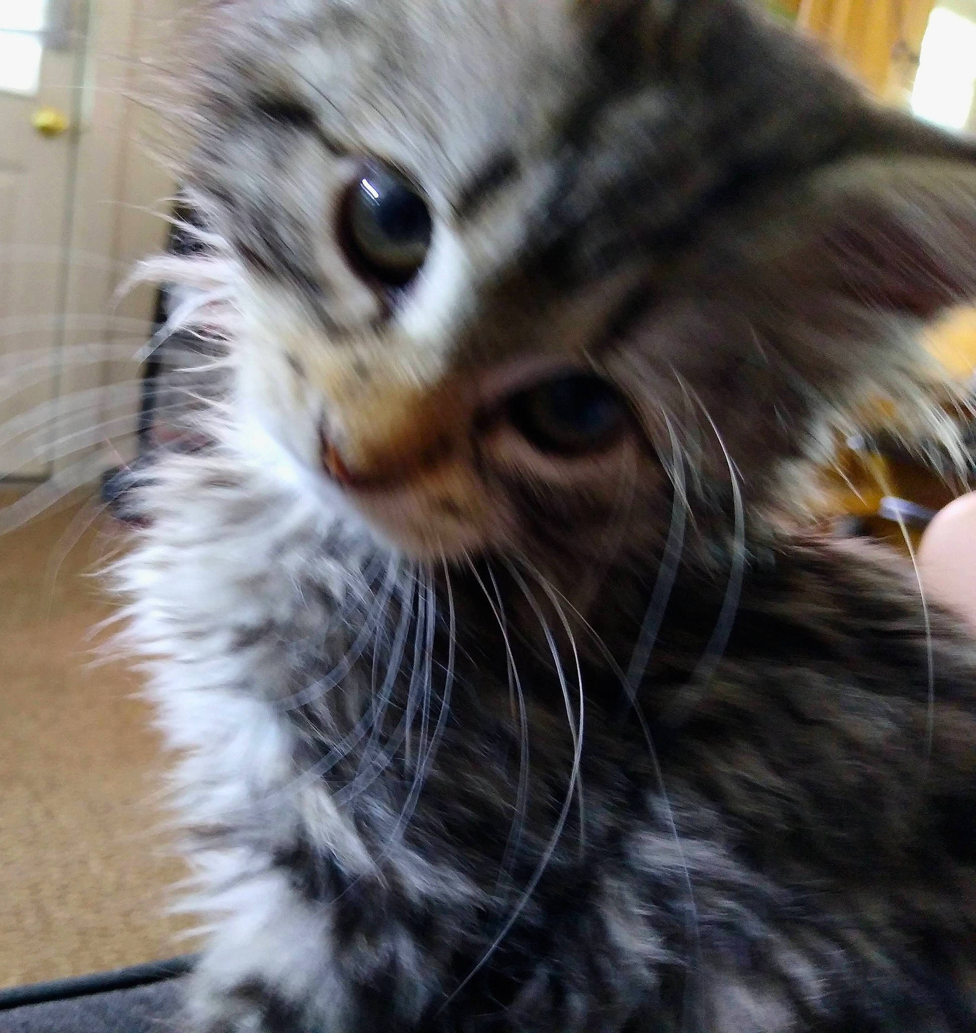 Luna is registered to the contest to win money with this photo: carnivore, cat, claw, domestic_short_haired_cat, eye, felidae, fur, grass, maine_coon, paw, siberian, small_to_medium_sized_cats, snout, tail, terrestrial_animal, whiskers, wildlife