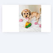 Ms.moet joined the competition — help win amazing prizes! animal, bow, colorful_toy, cute, dog, ears, expression, face, fur, indoor, paw, pet, pink_bow, playful, rope_toy, small_dog, standing, tail, toy, white_background