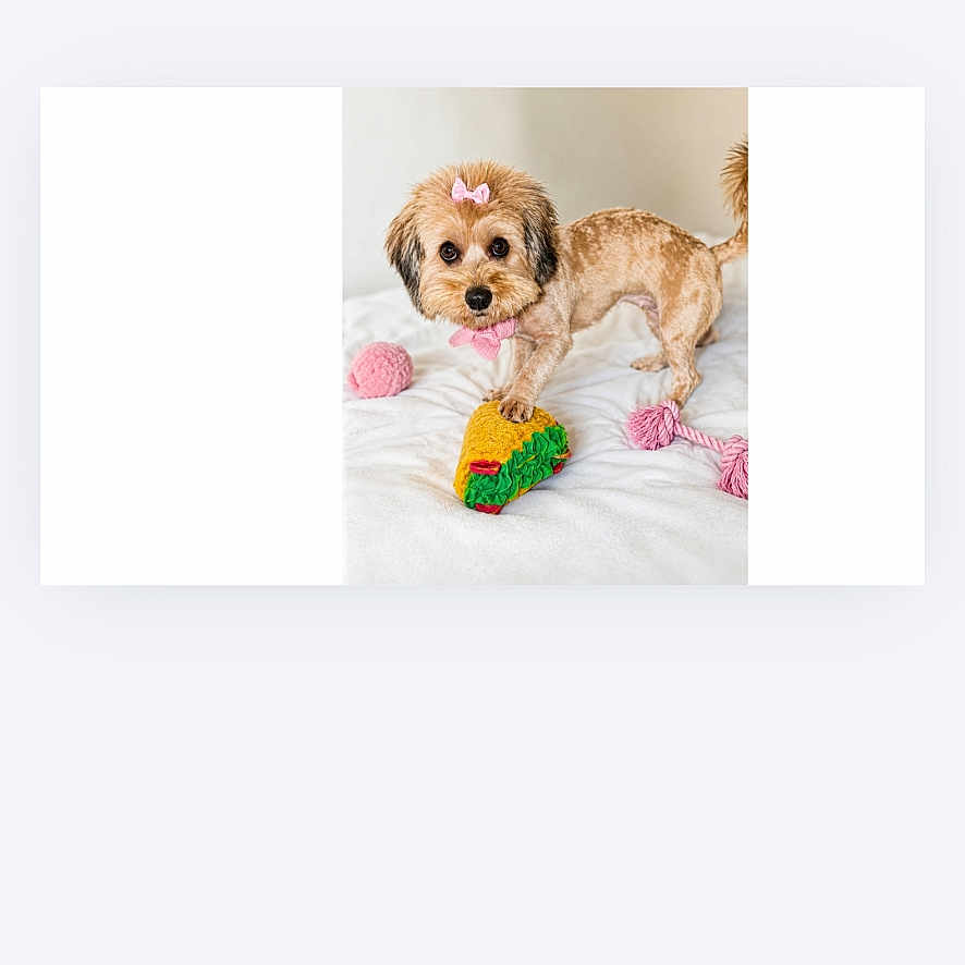Ms.moet joined the competition — help win amazing prizes! animal, bow, colorful_toy, cute, dog, ears, expression, face, fur, indoor, paw, pet, pink_bow, playful, rope_toy, small_dog, standing, tail, toy, white_background