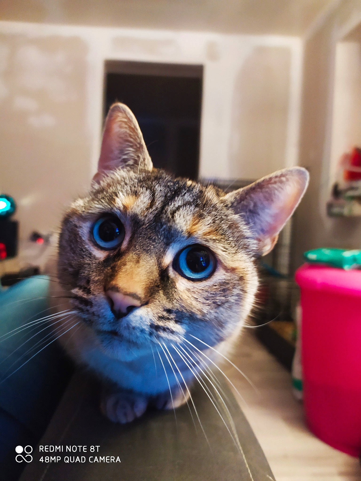 Topaze participe au concours pour gagner de l'argent avec cette photo : abyssinian, aegean_cat, american_shorthair, american_wirehair, asian, carnivore, cat, domestic_short_haired_cat, ear, european_shorthair, felidae, kitten, mammal, ojos_azules, small_to_medium_sized_cats, snapshot, snout, tabby_cat, vertebrate, whiskers