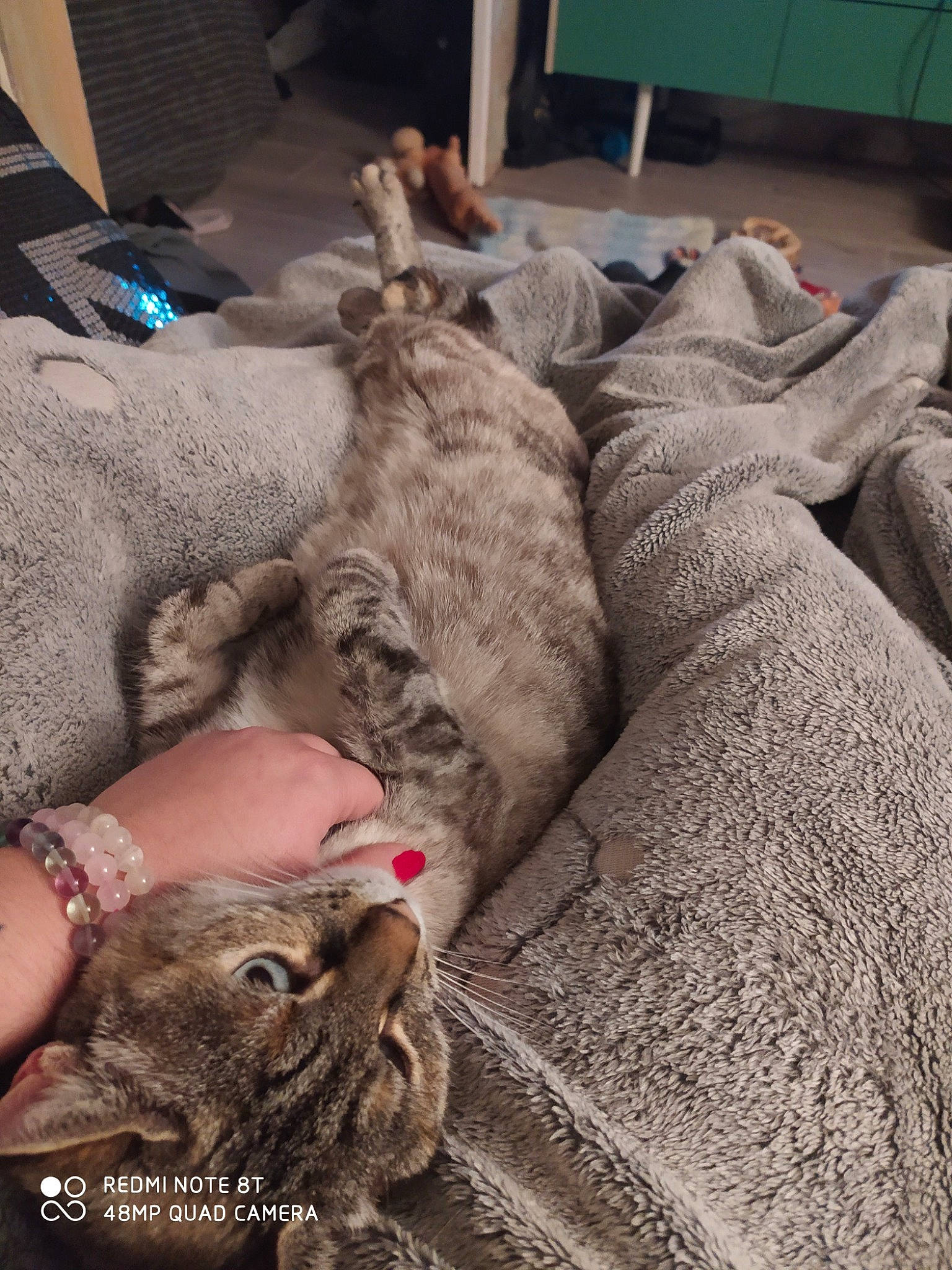 Topaze participe au concours pour gagner de l'argent avec cette photo : canidae, carnivore, cat, fawn, felidae, fur, small_to_medium_sized_cats, sporting_group