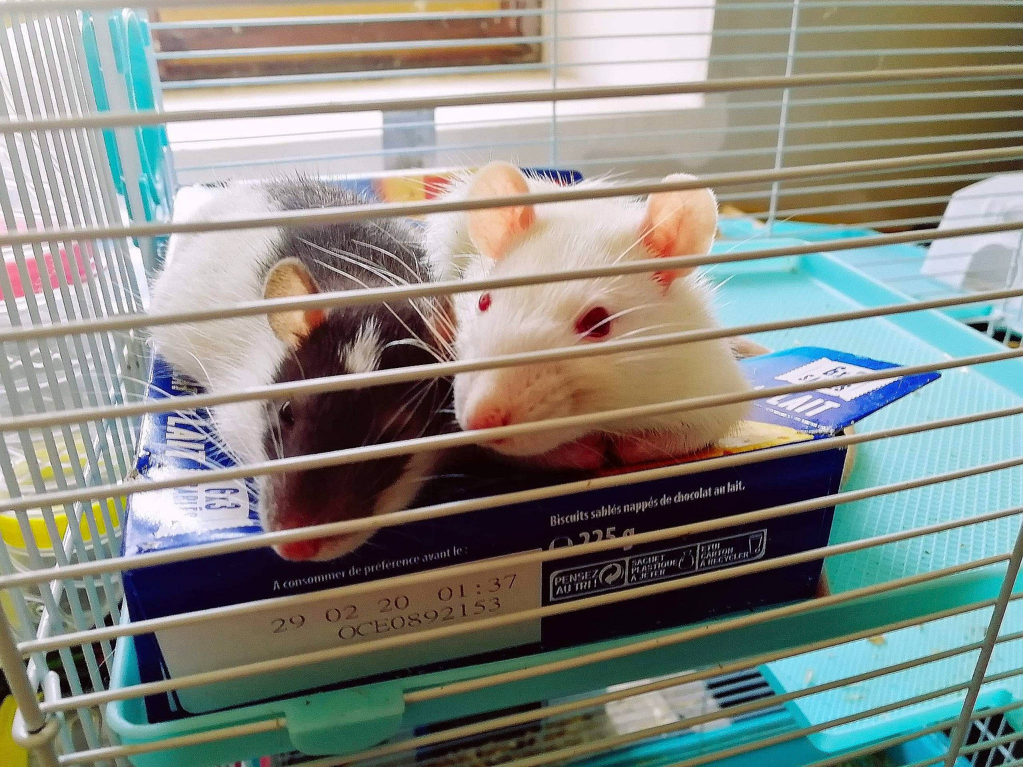 Albus Et Merlin participe au concours pour gagner de l'argent avec cette photo : cage, cat, degu, gerbil, hamster, mouse, muridae, muroidea, rodent, room