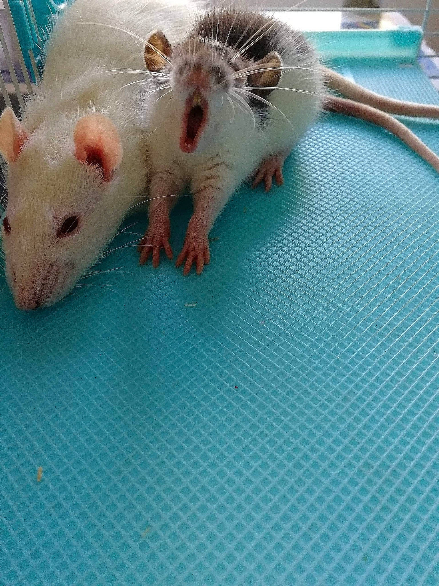 Albus Et Merlin a rejoint le concours — aidez-le/la à gagner de superbes lots ! degu, fawn, fur, gerbil, hamster, mouse, muridae, muroidea, pest, rat, rodent, whiskers