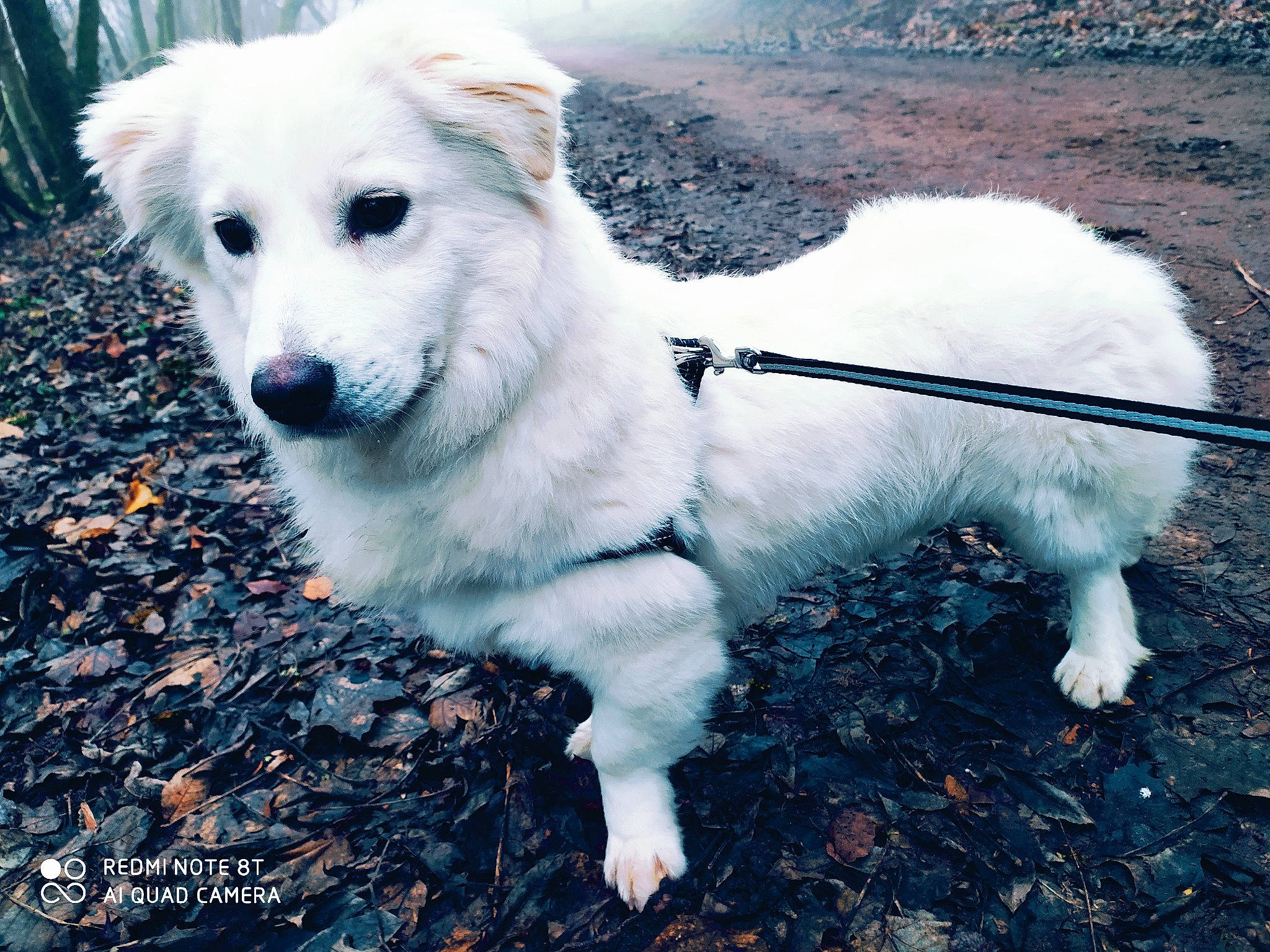 Boris a rejoint le concours — aidez-le/la à gagner de superbes lots ! akbash_dog, berger_blanc_suisse, canidae, carnivore, companion_dog, dog, dog_breed, great_pyrenees, kintamani, kuvasz, mammal, maremma_sheepdog, pungsan_dog, rare_breed_dog, sky, slovak_cuvac, sporting_group, vertebrate, white_shepherd, working_dog
