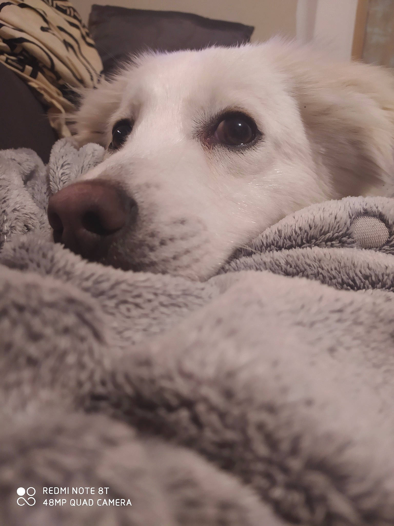 Boris a rejoint le concours — aidez-le/la à gagner de superbes lots ! akbash_dog, canidae, carnivore, companion_dog, dog, dog_breed, fur, great_pyrenees, kuvasz, livestock_guardian_dog, mammal, maremma_sheepdog, nose, polish_tatra_sheepdog, puppy, rare_breed_dog, slovak_cuvac, snout, sporting_group, whiskers