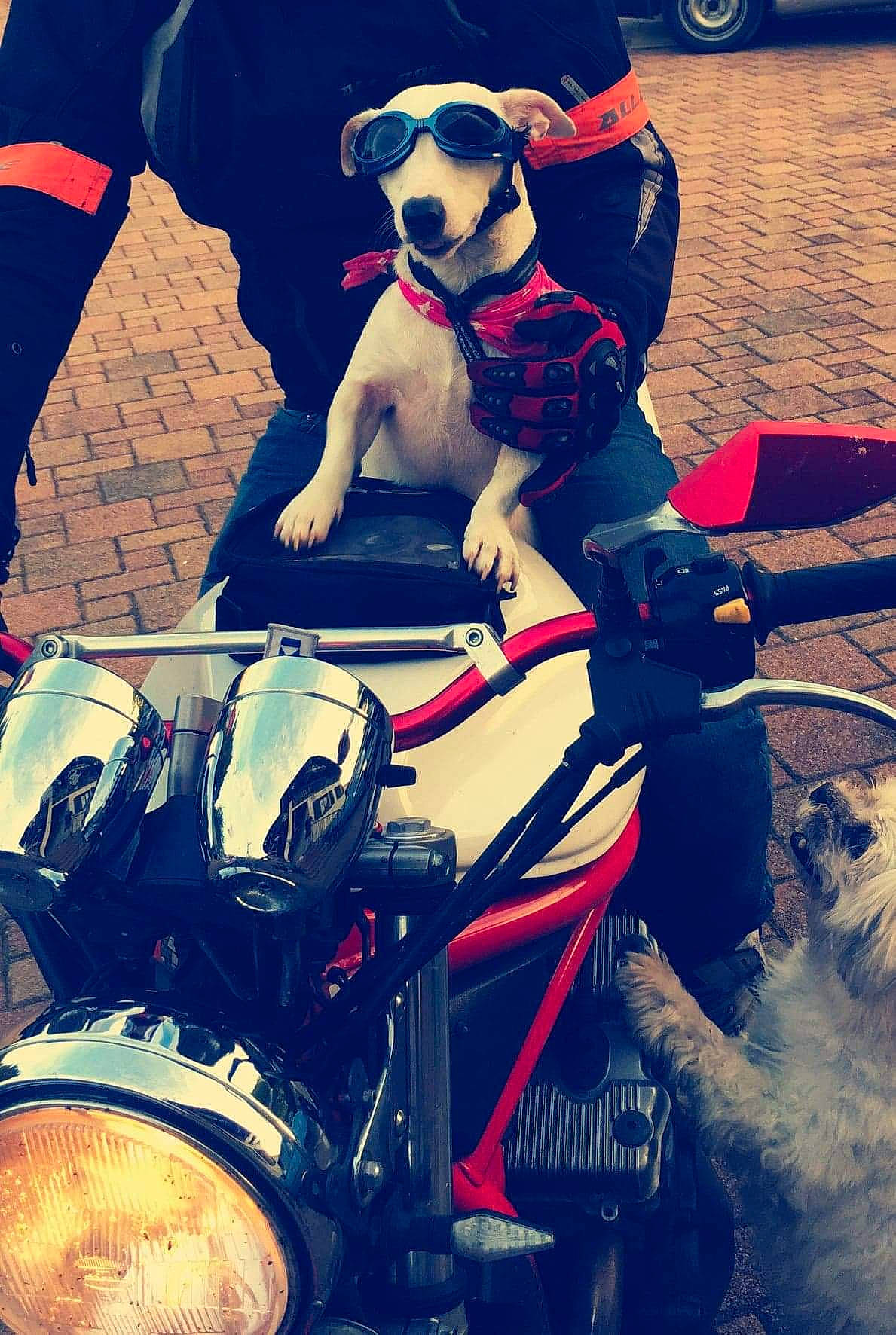 Nouba participe au concours pour gagner de l'argent avec cette photo : canidae, car, carnivore, cool, design, dog, eyewear, motorcycle, sunglasses, vehicle