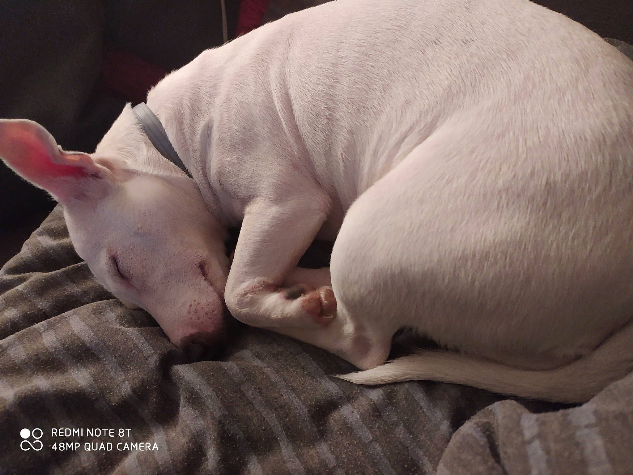 Nouba participe au concours pour gagner de l'argent avec cette photo : bull_terrier, bull_terrier_miniature, canidae, carnivore, dog, dog_breed, domestic_pig, nap, non_sporting_group, sleep, snout