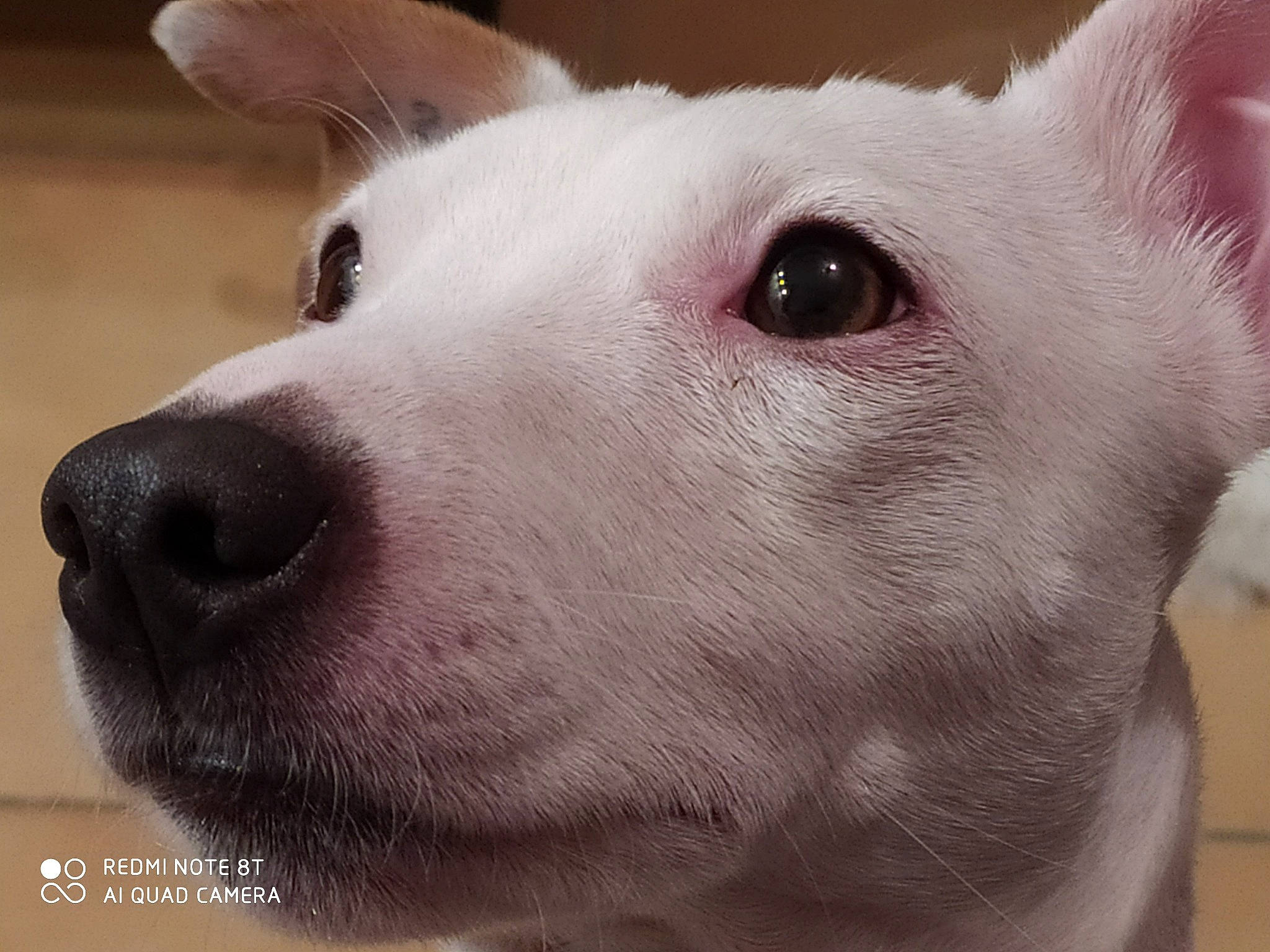 Nouba participe au concours pour gagner de l'argent avec cette photo : bull_terrier_miniature, canidae, carnivore, close_up, dog, dog_breed, head, korean_jindo_dog, mammal, non_sporting_group, nose, snout, street_dog, vertebrate, whiskers