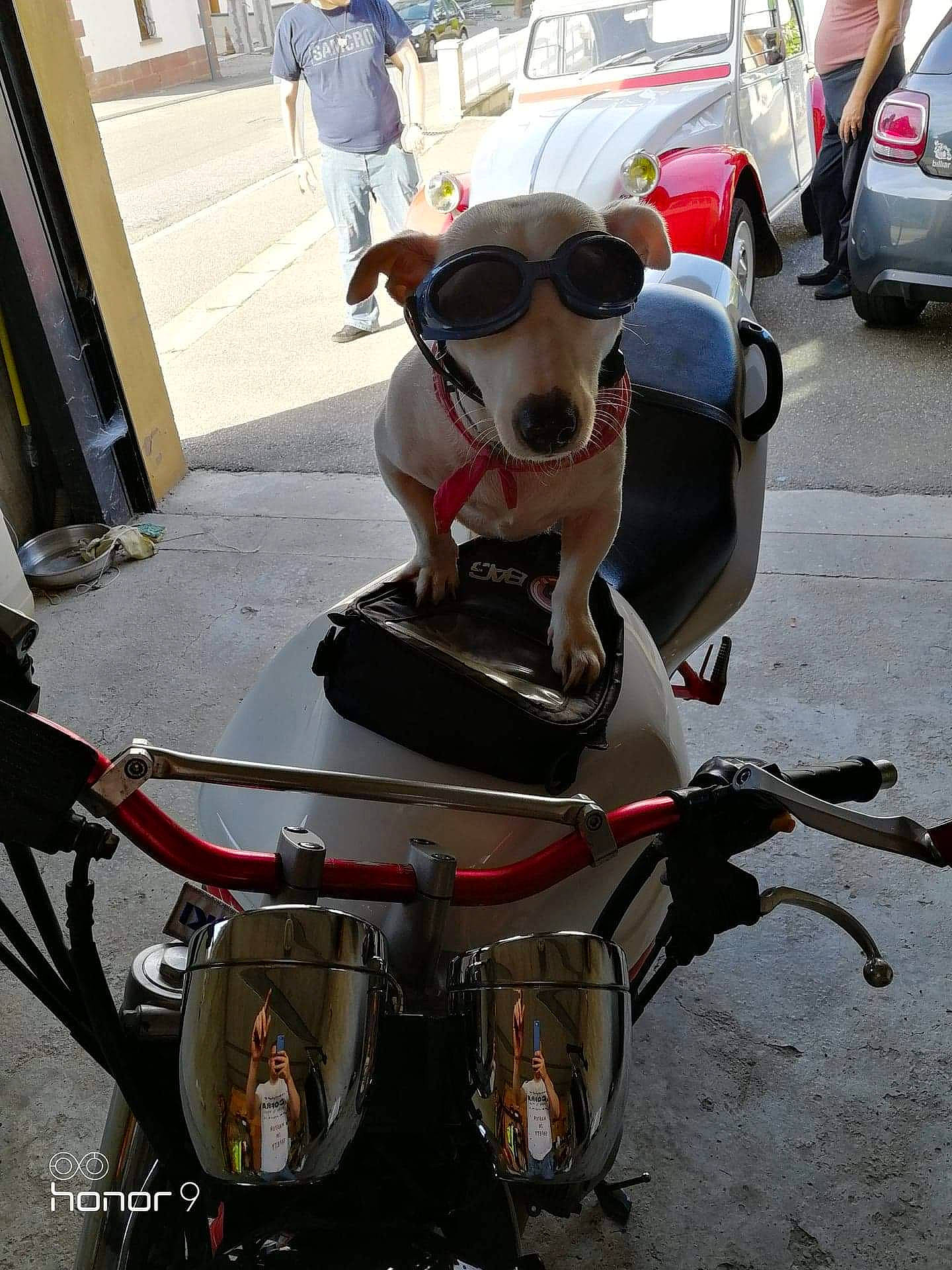 Nouba participe au concours pour gagner de l'argent avec cette photo : canidae, carnivore, dog, dog_breed, snout, vehicle