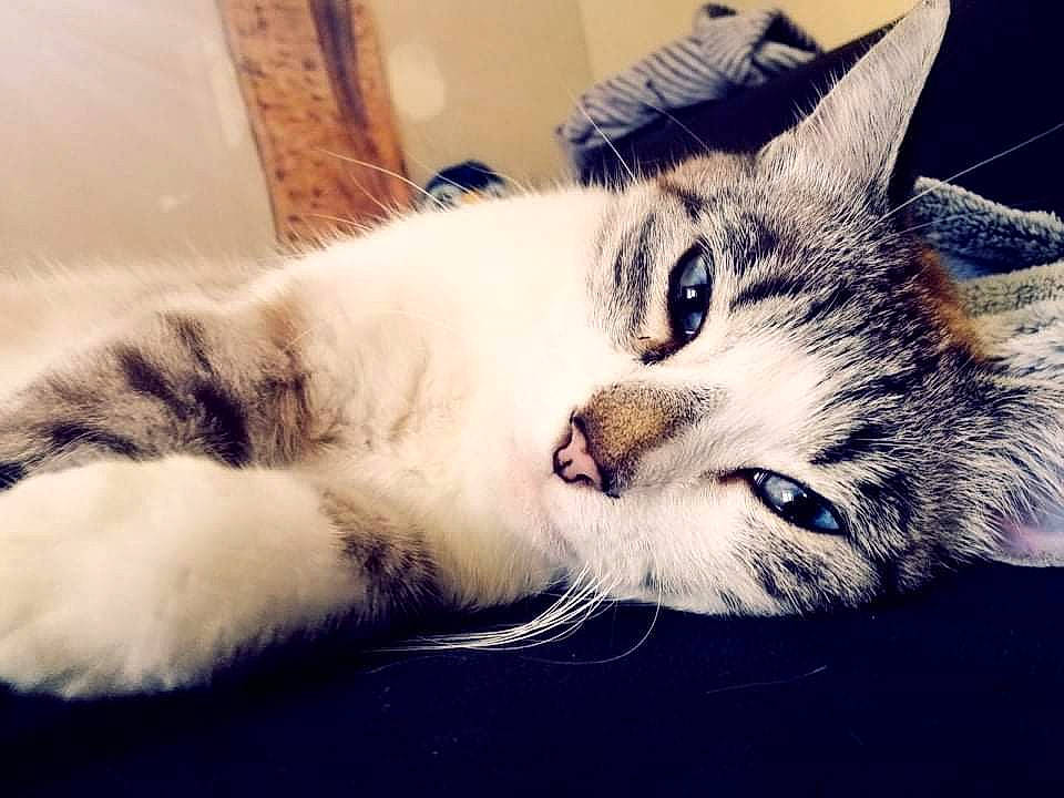 Petit Chat a rejoint le concours — aidez-le/la à gagner de superbes lots ! aegean_cat, american_shorthair, asian, carnivore, cat, ear, european_shorthair, eye, felidae, fur, kitten, nap, nose, paw, polydactyl_cat, sky, small_to_medium_sized_cats, snout, tabby_cat, whiskers