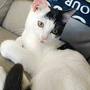 Jax is registered to the contest to win money with this photo: cat, black_and_white, feline, pet, indoor, couch, fur, relaxed, cute, whiskers, ears, eyes, tail, resting, domestic_animal, animal, portrait, close_up, soft, cozy