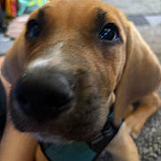 Levi joined the competition — help win amazing prizes! animal, black_nose, blue_harness, blurry, brown, canine, carpet, close_up, companion, curious, cute, dog, ears, floor, fur, indoor, pet, puppy, snout, young_dog