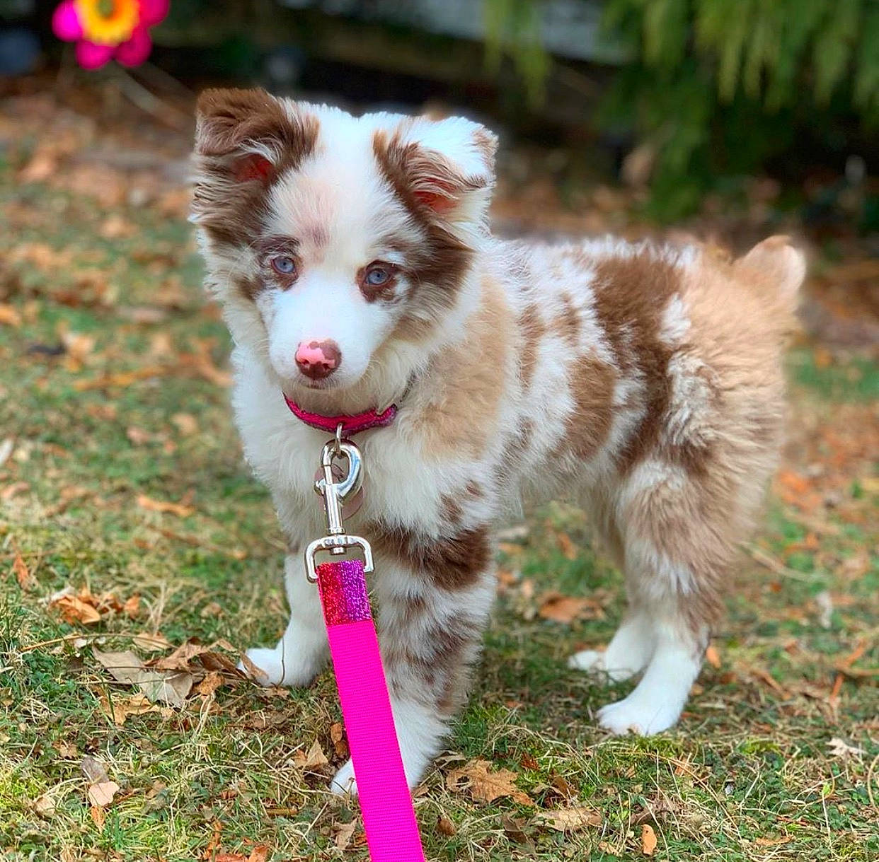 Liv is registered to the contest to win money with this photo: australian_collie, australian_shepherd, border_collie, canidae, carnivore, companion_dog, dog, dog_breed, herding_dog, mammal, miniature_australian_shepherd, rare_breed_dog, sporting_group, vertebrate, working_dog