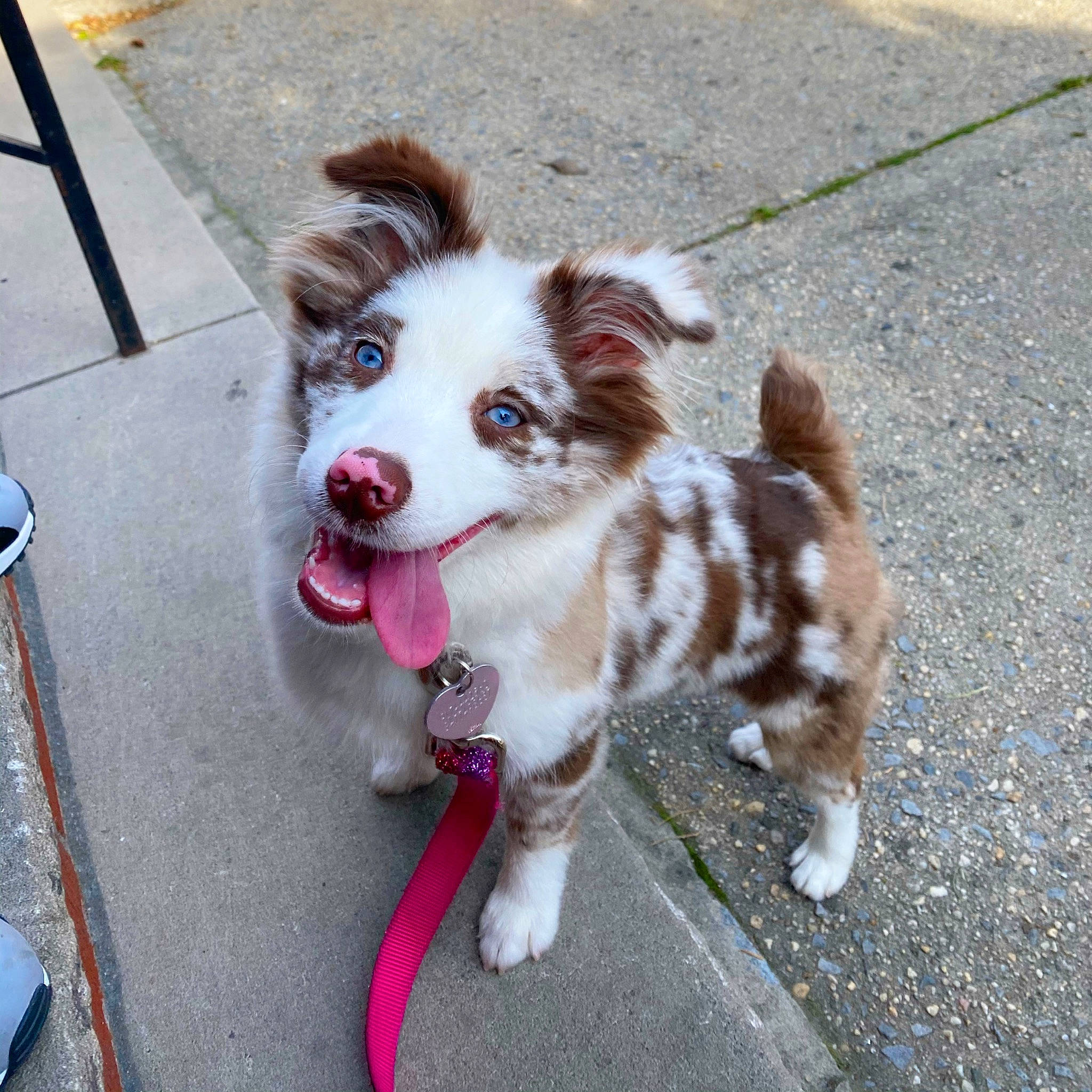 Liv is registered to the contest to win money with this photo: australian_collie, australian_shepherd, border_collie, canidae, carnivore, companion_dog, dog, dog_breed, fawn, herding_dog, mammal, miniature_australian_shepherd, puppy, rare_breed_dog, sporting_group, vertebrate, working_dog