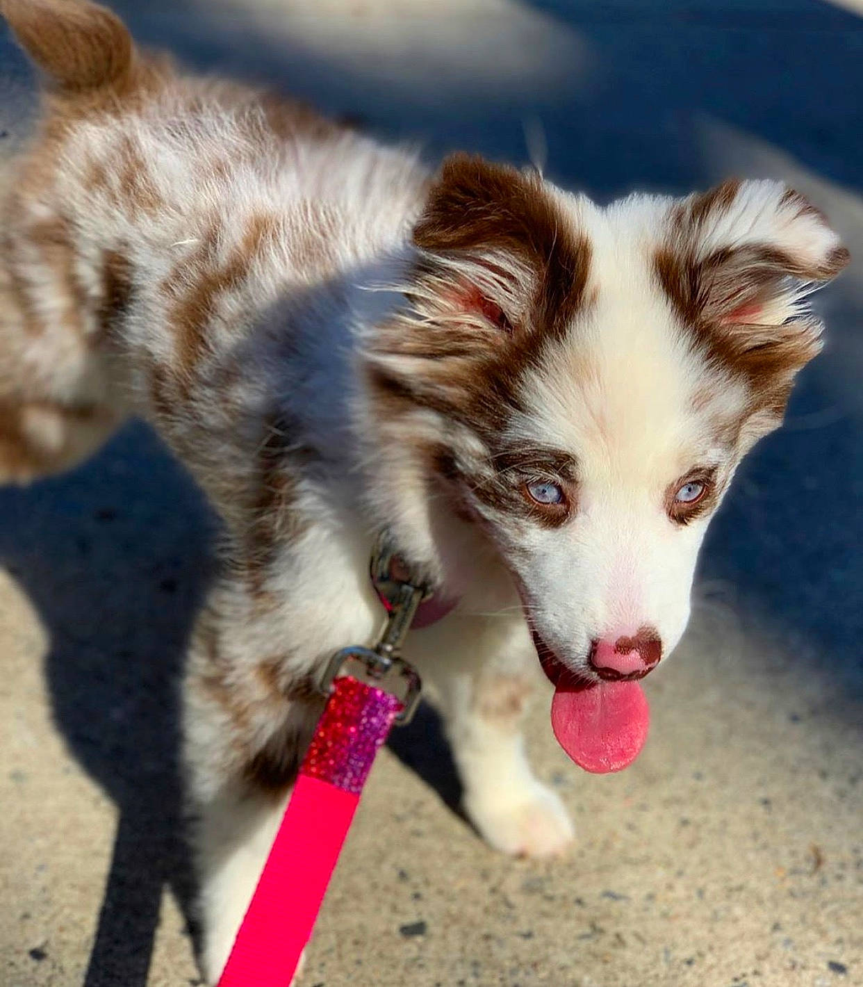 Liv is registered to the contest to win money with this photo: australian_collie, australian_shepherd, border_collie, canidae, carnivore, companion_dog, dog, dog_breed, ear, herding_dog, koolie, mammal, miniature_australian_shepherd, puppy, sporting_group, vertebrate, welsh_sheepdog, working_dog