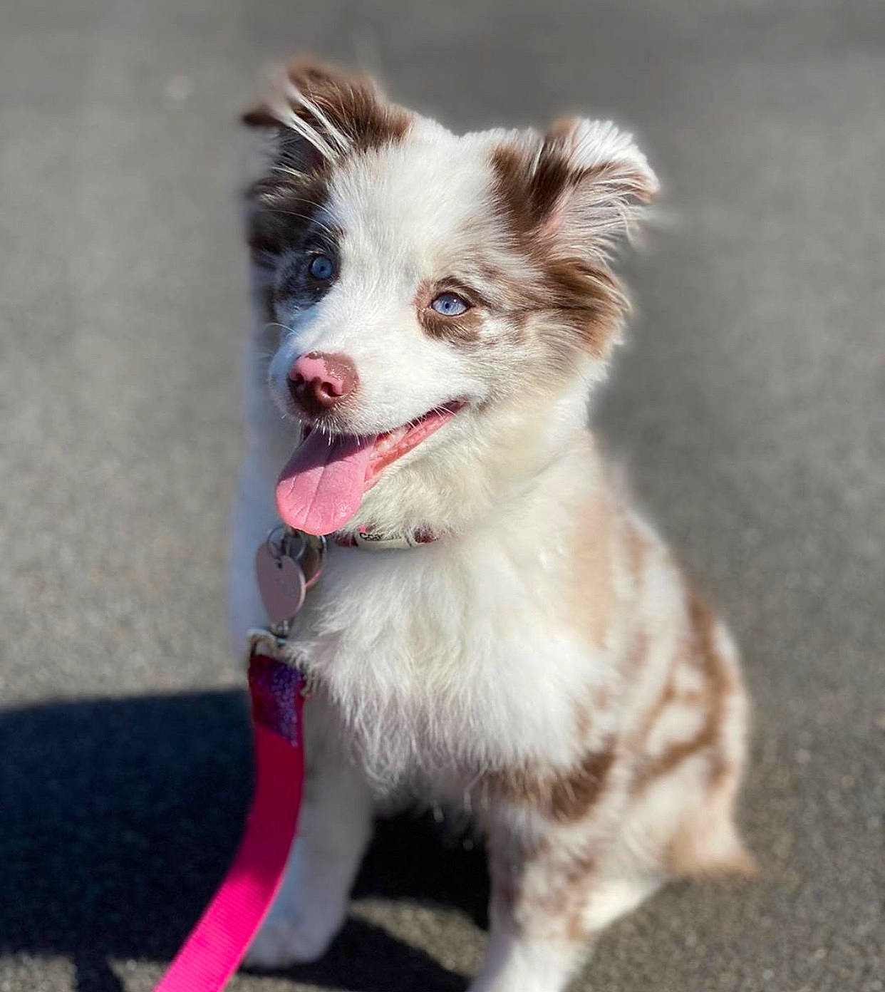 Liv joined the competition — help win amazing prizes! australian_collie, australian_shepherd, border_collie, canidae, carnivore, companion_dog, dog, dog_breed, mammal, miniature_australian_shepherd, puppy, rare_breed_dog, snout, sporting_group, vertebrate, working_dog