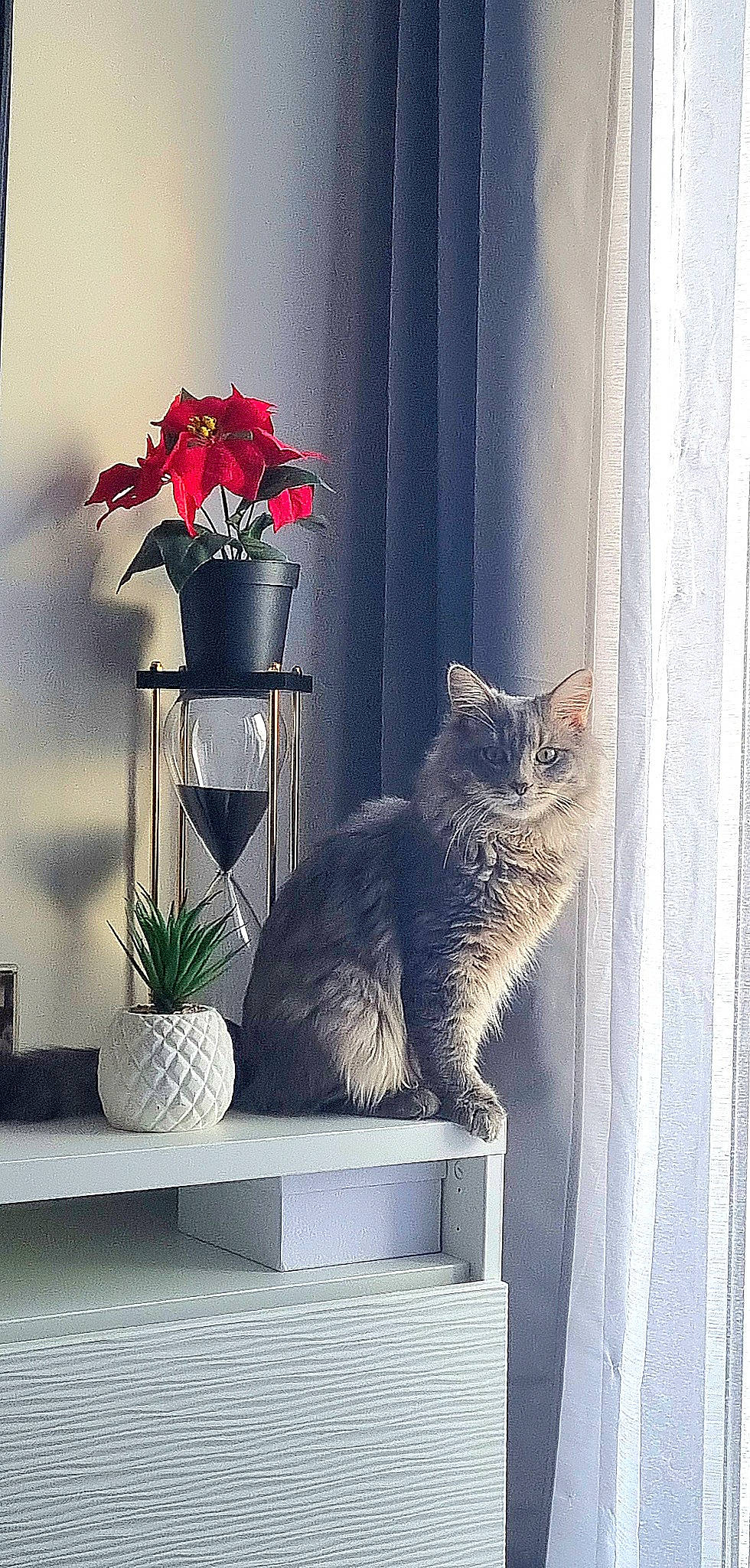 Miko participe au concours pour gagner de l'argent avec cette photo : carnivore, cat, felidae, flower, flowerpot, grey, houseplant, interior_design, line, petal, plant, rectangle, rose, small_to_medium_sized_cats, tail, vase, wall, whiskers, window, wood