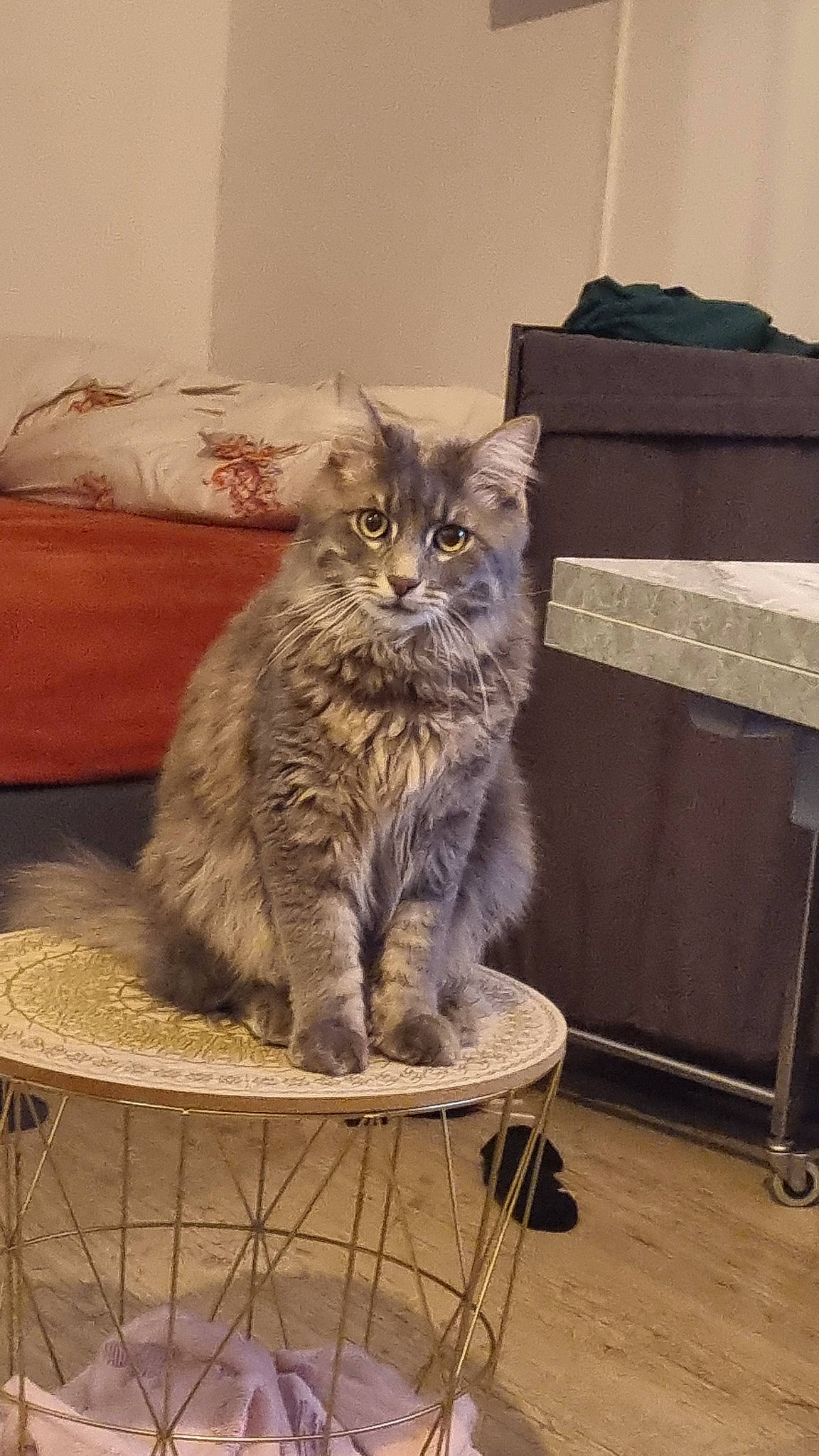 Miko a rejoint le concours — aidez-le/la à gagner de superbes lots ! carnivore, cat, cat_supply, chair, comfort, domestic_short_haired_cat, fawn, felidae, flooring, fur, furniture, grey, hardwood, sitting, small_to_medium_sized_cats, table, tail, whiskers, window, wood