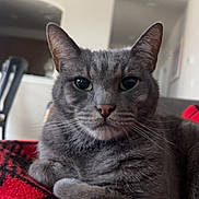 Turbo joined the competition — help win amazing prizes! animal, black, blanket, cat, cozy, ears, eyes, feline, fur, grey_tabby, home, indoor, living_room, nose, pet, portrait, red, relaxed, resting, whiskers