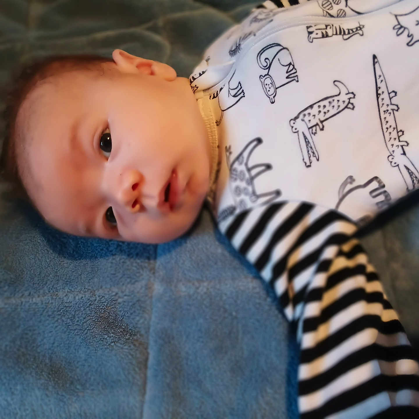 Easton is registered to the contest to win money with this photo: animal_prints, apparel, baby, blanket, blue, child, cozy, cute, expression, face, human, indoors, infant, laying_down, newborn, onesie, portrait, soft_texture, striped_sleeves, young
