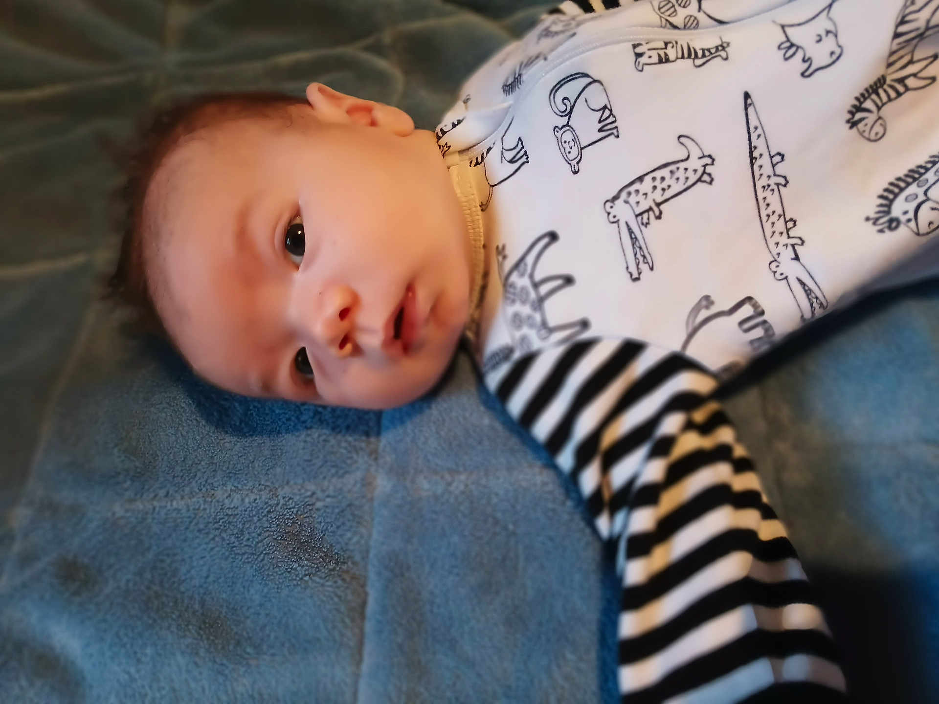 Easton is registered to the contest to win money with this photo: baby, infant, child, blanket, onesie, animal_prints, striped_sleeves, soft_texture, blue, laying_down, face, portrait, cute, young, indoors, cozy, apparel, expression, human, newborn