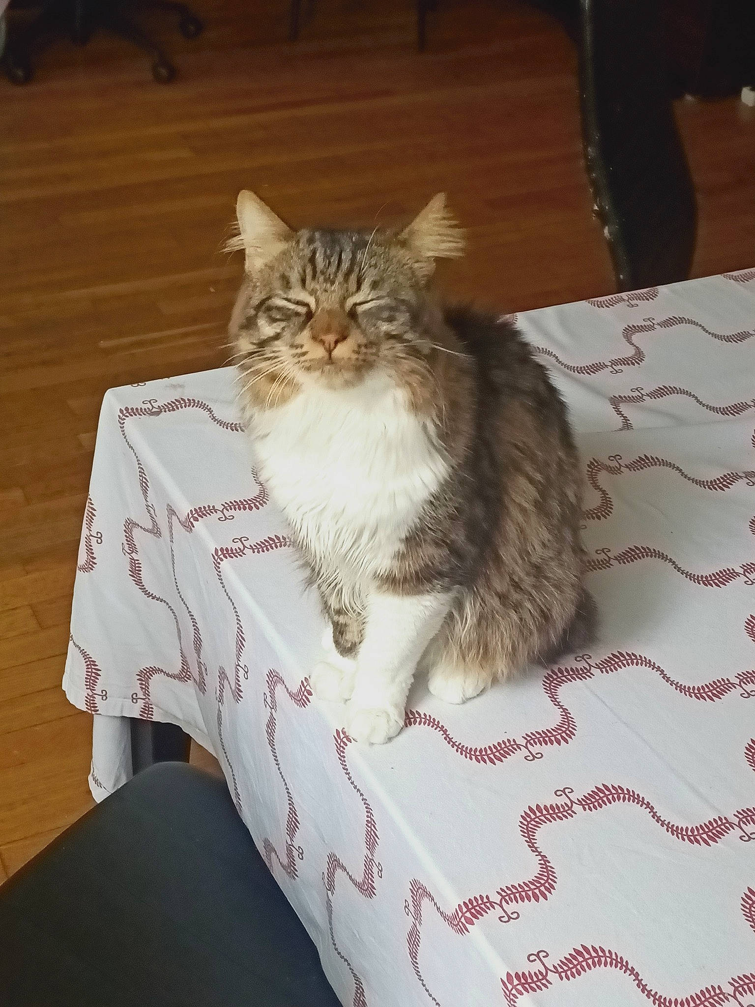 Hermes a rejoint le concours — aidez-le/la à gagner de superbes lots ! bedding, carnivore, cat, fawn, felidae, floor, flooring, fur, hardwood, home_accessories, laminate_flooring, linens, small_to_medium_sized_cats, tail, textile, varnish, whiskers, wood, wood_flooring, wood_stain