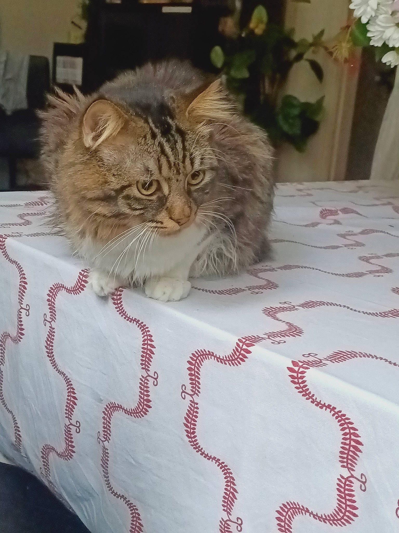 Hermes participe au concours pour gagner de l'argent avec cette photo : bed, bed_sheet, bedding, carnivore, cat, creative_arts, cut_flowers, fawn, felidae, floral_design, flower_arranging, fur, home_accessories, linens, quilt, small_to_medium_sized_cats, snout, textile, vertebrate, whiskers