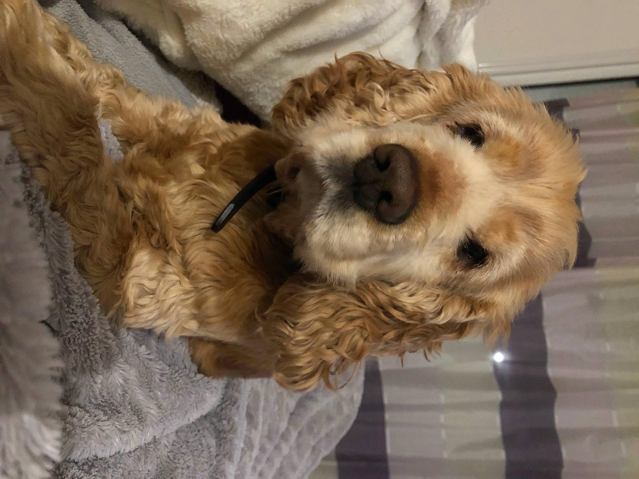 Golden participe au concours pour gagner de l'argent avec cette photo : airedale_terrier, carnivore, companion_dog, dog, dog_breed, fur, labradoodle, small_terrier, snout, sporting_group, stuffed_toy, terrestrial_animal, terrier, toy, toy_dog, working_animal