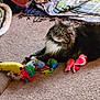 cat, fluffy_cat, carpet, toys, banana_toy, bird_toys, playful, indoor, pet, feline, curious, green_eyes, plush_toys, relaxed, home, animal, mammal, cute, domestic_cat, resting