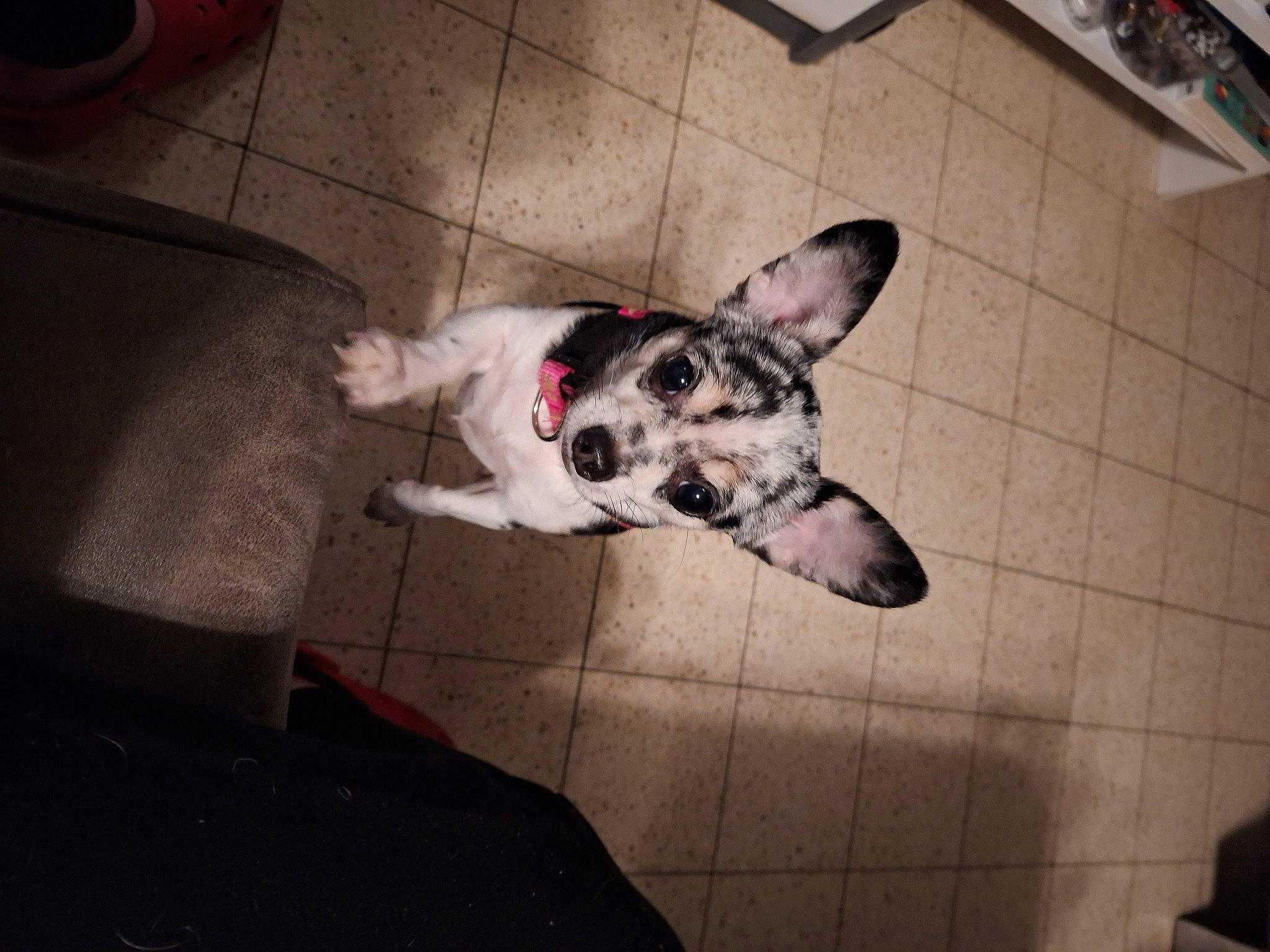 Chanel a rejoint le concours — aidez-le/la à gagner de superbes lots ! canidae, carnivore, comfort, companion_dog, dog, dog_breed, fawn, floor, flooring, foot, fur, non_sporting_group, paw, snout, sporting_group, tail, terrestrial_animal, texas_heeler, whiskers, working_animal