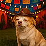dog, cowboy_hat, grass, string_lights, night, festive, banners, outdoor, pet, animal, cute, portrait, brown, white, small_dog, hat, celebration, colorful, lights, fiesta