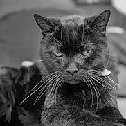 Whisper joined the competition — help win amazing prizes! animal, animal_face, black_and_white, black_fur, blurred_background, cat, close_up, domestic_cat, feline, focused, fur, indoor, looking_at_camera, mammal, pet, portrait, resting, serious_expression, whisker_detail, whiskers