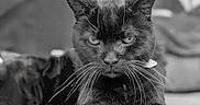 Whisper joined the competition — help win amazing prizes! animal, animal_face, black_and_white, black_cat, cat, close_up, cute, domestic_cat, ears, feline, focused, fur, indoor, intense_eyes, laying_down, muzzle, pet, portrait, relaxed, whiskers