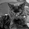 animal, animal_face, black_and_white, black_cat, cat, close_up, cute, domestic_cat, ears, feline, focused, fur, indoor, intense_eyes, laying_down, muzzle, pet, portrait, relaxed, whiskers