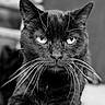 Whisper is registered to the contest to win money with this photo: animal, black_and_white, black_cat, cat, close_up, domestic_animal, ears, eyes, face, feline, fur, indoor, intense_gaze, mystery, pet, portrait, serious_expression, sharp_focus, texture, whiskers