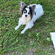 Jasmine joined the competition — help win amazing prizes! dog, outdoor, grass, animal, pet, white, black, ears, laying, nature, curious, fur, canine, mammal, green, ground, cute, portrait, attention, relaxed
