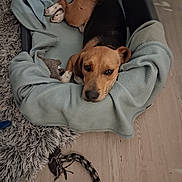 Astro a rejoint le concours — aidez-le/la à gagner de superbes lots ! dog, pet_bed, blanket, floor, toy, wooden_floor, rug, brown_dog, black_and_brown_fur, relaxed, indoor, home, cozy, looking_up, animal, canine, resting, sleepy, comfort, domestic