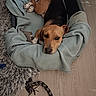 dog, pet_bed, blanket, floor, toy, wooden_floor, rug, brown_dog, black_and_brown_fur, relaxed, indoor, home, cozy, looking_up, animal, canine, resting, sleepy, comfort, domestic