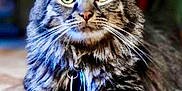 Axl joined the competition — help win amazing prizes! alert, animal, cat, closeup, collar, cute, domestic, feline, floor, fluffy, fur, green_eyes, indoor, mammal, pet, portrait, relaxed, tabby, tag, whiskers