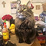 Duchess Howie joined the competition — help win amazing prizes! cat, tabby, fluffy, indoor, table, hot_sauce, roses, bowl, household, domestic, fur, whiskers, yellow_eyes, pet, food, kitchen, clock, calendar, decor, wooden_table