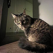 Duchess Howie is registered to the contest to win money with this photo: cat, tabby_cat, feline, pet, animal, fur, whiskers, tail, indoor, wooden_surface, shadow, light, gaze, mood, cozy, furniture, home, quiet, curious, portrait
