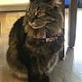Duchess Howie is registered to the contest to win money with this photo: cat, tabby, indoor, floor, wooden_floor, collar, pet, animal, feline, sitting, yellow_eyes, fur, whiskers, table_leg, domestic, cute, fluffy, looking_away, household, quiet