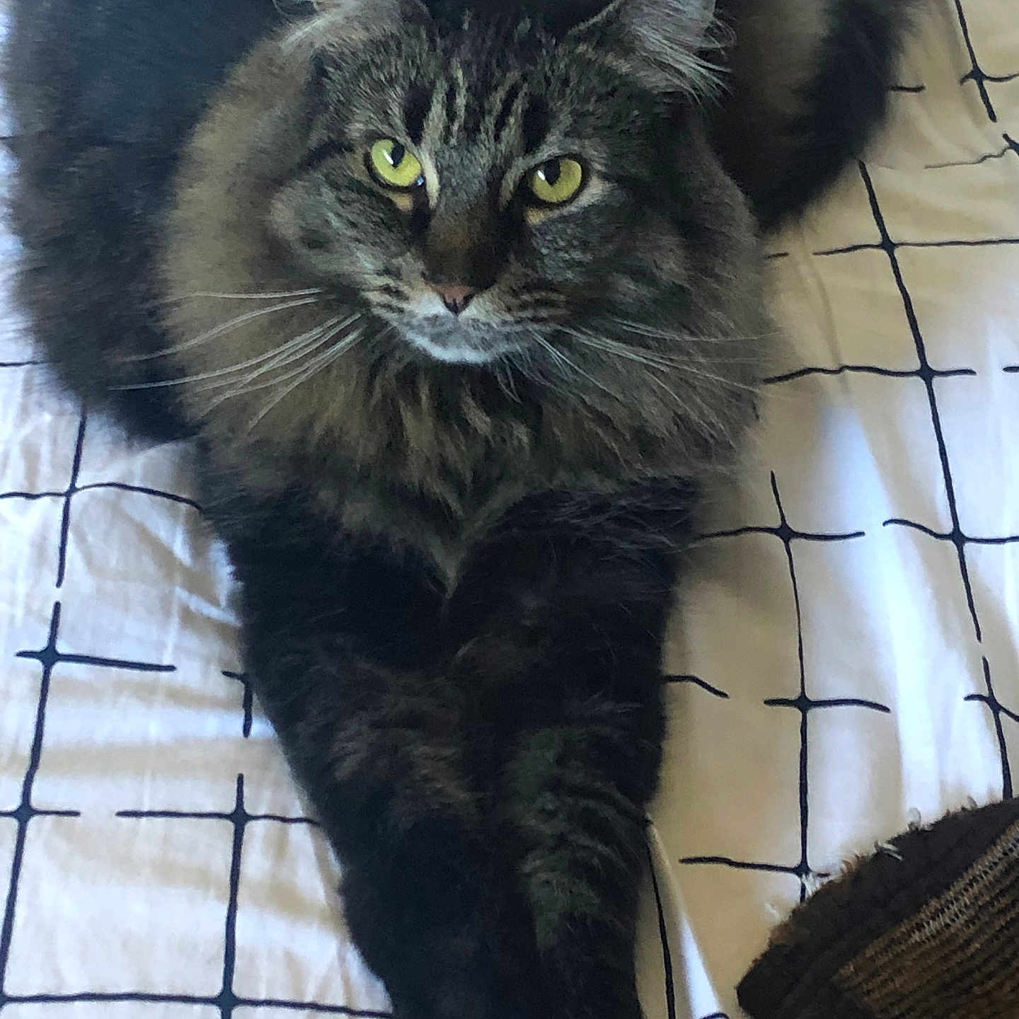 Duchess Howie joined the competition — help win amazing prizes! animal, bed, bedspread, cat, cozy, domestic_animal, ears, feline, fluffy, fur, grid_pattern, indoor, knitted_item, paws, pet, relaxed, resting, tabby, whiskers, yellow_eyes