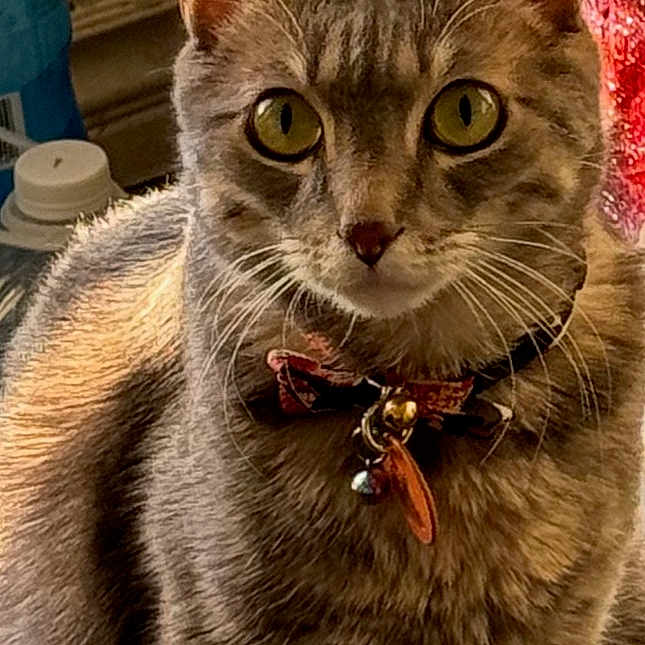 Kirby Howie joined the competition — help win amazing prizes! animal, bell, bow_tie, cat, close_up, collar, curious, cute, domestic_cat, feline, fur, house_pet, indoor, mammal, pet, portrait, sitting, tabby_cat, whiskers, yellow_eyes