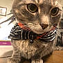 Kirby Howie is registered to the contest to win money with this photo: cat, tabby, close_up, pet, indoor, striped_clothing, collar, bell, whiskers, fur, paws, curious, animal, domestic_cat, table, brown_wood, portrait, eyes, face, feline