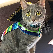 Kirby Howie is registered to the contest to win money with this photo: cat, tabby, yellow_eyes, costume, hat, poncho, striped, pet, domestic_animal, feline, sitting, indoor, couch, brown_furniture, collar, whiskers, closeup, curious, cute, animal