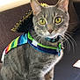 cat, tabby, yellow_eyes, costume, hat, poncho, striped, pet, domestic_animal, feline, sitting, indoor, couch, brown_furniture, collar, whiskers, closeup, curious, cute, animal