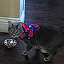 cat, tabby_cat, pet, indoor, floor, food_bowl, bandana, gray_cat, curious, animal, domestic_cat, feline, wooden_floor, standing, looking, closeup, household, mammal, cute, companion